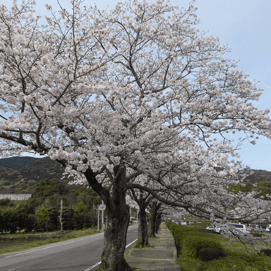 Sakura no Hana