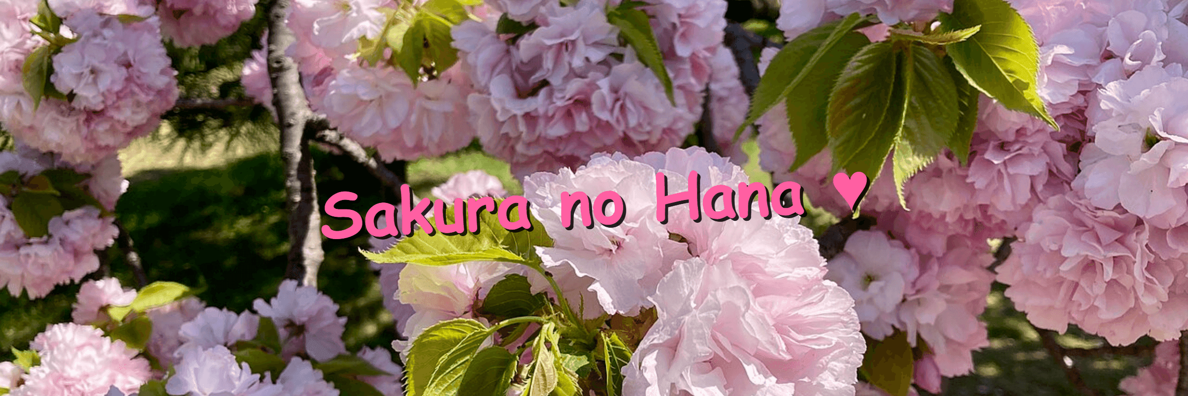 Bannière Sakura no Hana